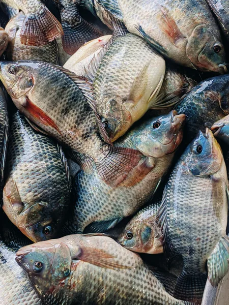 Whole Tilapia, 2 lb (frozen)