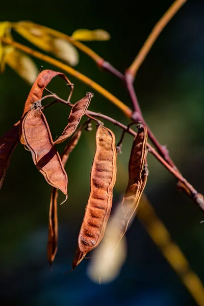 Prekese (Aidan fruit), 6 pods