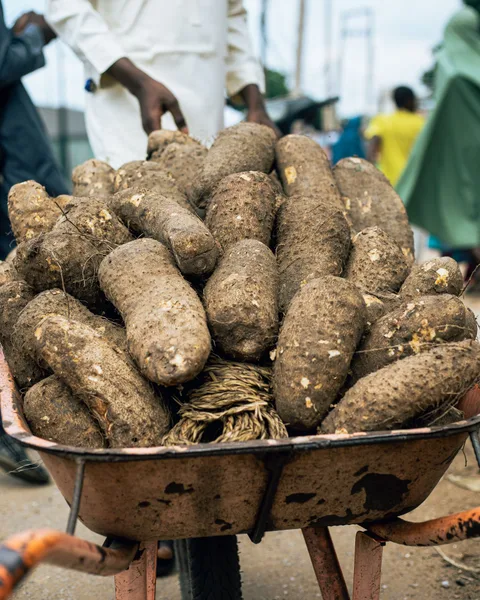 Puna Yam, 1 tuber (about 3 lb)