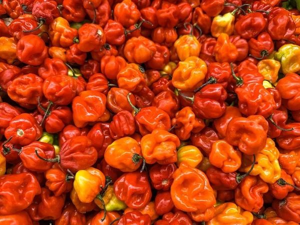 Scotch Bonnet Peppers, 8 oz